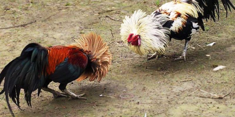 Áp dụng mẹo chơi linh hoạt để tăng tỷ lệ thắng