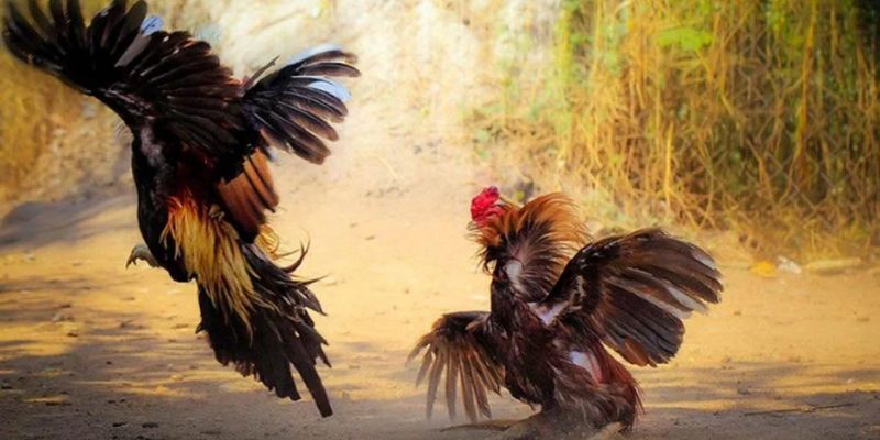 Cược Wala Trong Đá Gà: Bí Quyết Chiến Thắng Từ Cao Thủ 2 Bạn nên quan sát tình hình trận đấu để đặt cược