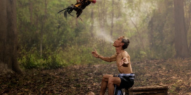 Sư Kê Là Gì? Giải Mã A-Z Nghề Sư Kê Chuyên Nghiệp 3 Chăm sóc gà chọi cần rất nhiều kỹ thuật