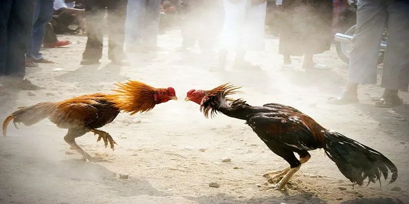 Chiến Kê Là Gì? Giải Mã Bí Mật Chọn Gà Chọi Bách Chiến Bách Thắng 3 Chọn chiến kê thống quà lưỡi và cổ gà