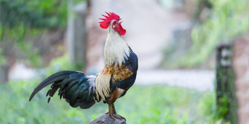 Có nhiều loại hình cược trong đá gà tre