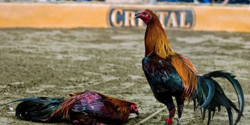 Cá cược Đá gà tại 368Bet: Trải nghiệm đỉnh cao và những điều cần biết 2 Có rất nhiều yếu tố ảnh hưởng kết quả trận đấu
