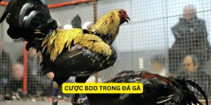Cược BDD trong đá gà