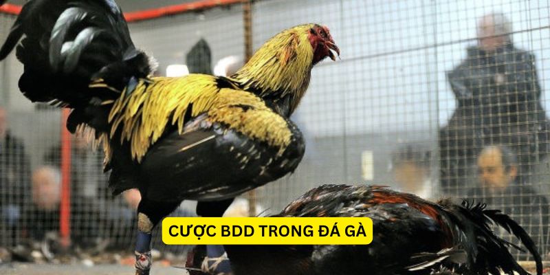 Cược BDD trong đá gà