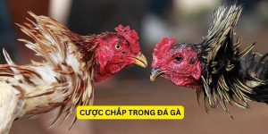 Cược chấp trong đá gà