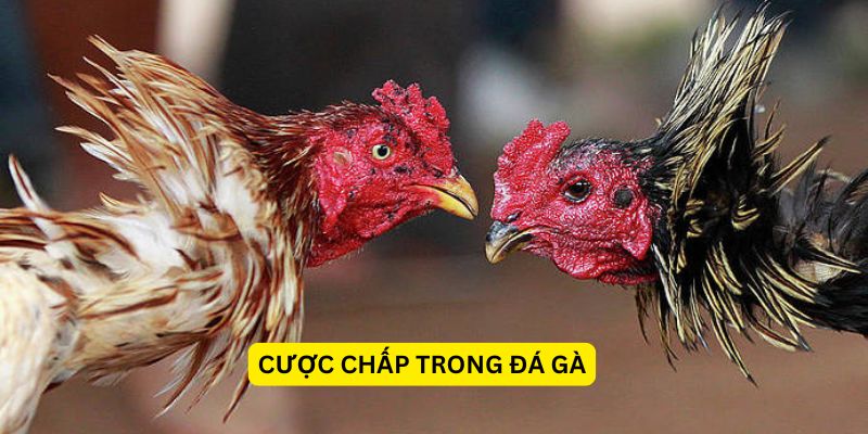 Cược chấp trong đá gà