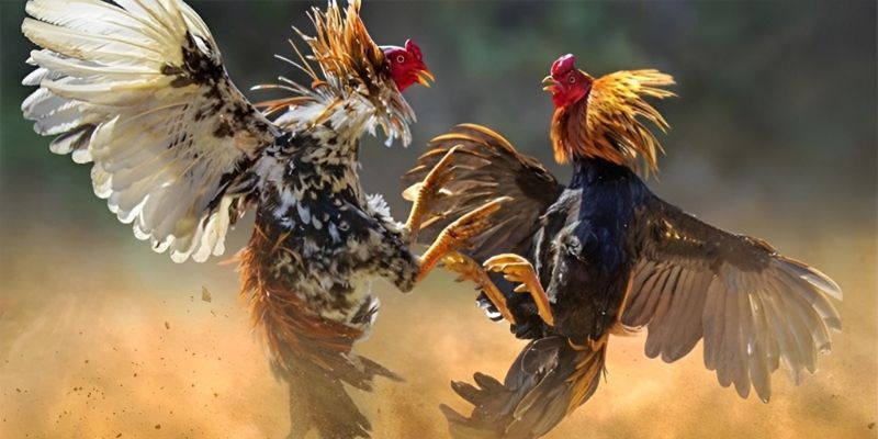 Cược Meron Trong Đá Gà: Bí Quyết Thắng Lớn Từ Chuyên Gia 1 Cược Meron là một thuật ngữ phổ biến trong đá gà