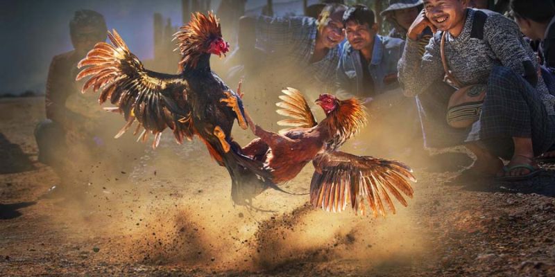 Cược Wala Trong Đá Gà: Bí Quyết Chiến Thắng Từ Cao Thủ 1 Cược Wala chính là đặt vào gà của đội khách