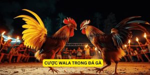 Cược Wala trong đá gà