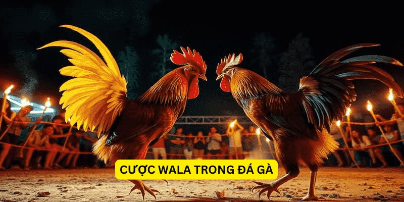 Cược Wala trong đá gà