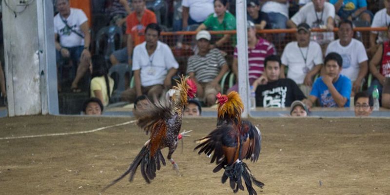 Cá cược Đá gà tại 368Bet: Trải nghiệm đỉnh cao và những điều cần biết 1 Đá gà 368Bet cực kỳ hấp dẫn