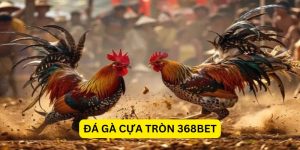 Đá gà cựa tròn 368Bet