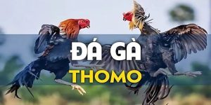 Đá Gà Thomo Tại 368Bet