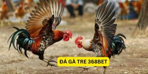 Đá gà tre 368Bet