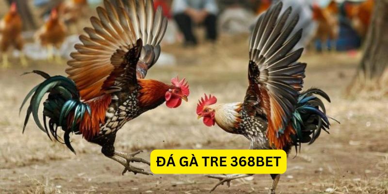 Đá gà tre 368Bet