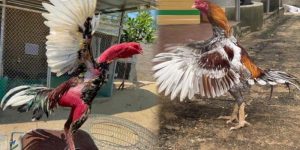 Đòn lối của gà chọi