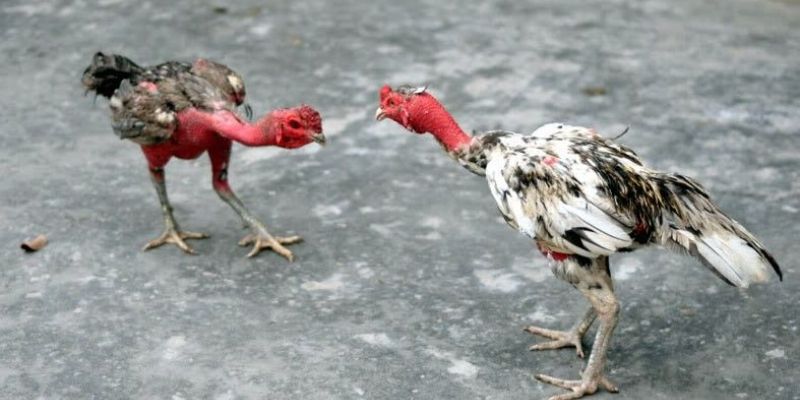 Đòn Lối Của Gà Chọi: Bí Kíp Xem Giò, Chọn Gà Chiến Bách Thắng 2 Đòn lối của gà chọi có nhiều loại khác nhau