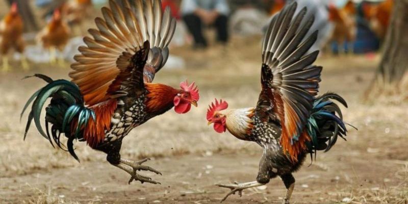 Chiến Kê Là Gì? Giải Mã Bí Mật Chọn Gà Chọi Bách Chiến Bách Thắng 2 Mỗi chú chiến kê sẽ có thế đá đặc trưng riêng
