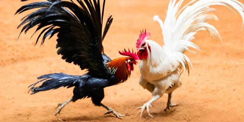 Cược BDD Trong Đá Gà: Giải Mã Chi Tiết Từ A Đến Z 3 Mỗi loại hình đá gà sẽ có luật lệ riêng