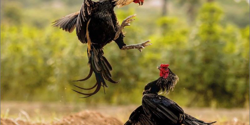 Đòn Lối Của Gà Chọi: Bí Kíp Xem Giò, Chọn Gà Chiến Bách Thắng 3 Một số đòn lối của gà chọi bạn nên biết