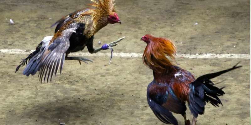 Cược Meron Trong Đá Gà: Bí Quyết Thắng Lớn Từ Chuyên Gia 3 Người chơi cần tránh đặt cược theo cảm tính