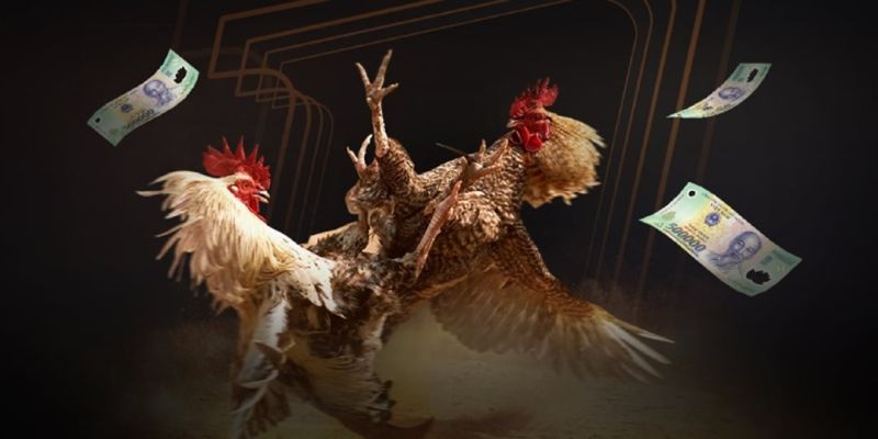 Cược Wala Trong Đá Gà: Bí Quyết Chiến Thắng Từ Cao Thủ 3 Người chơi có thể đặt cuợc hình hình thức đá gà khác nhau