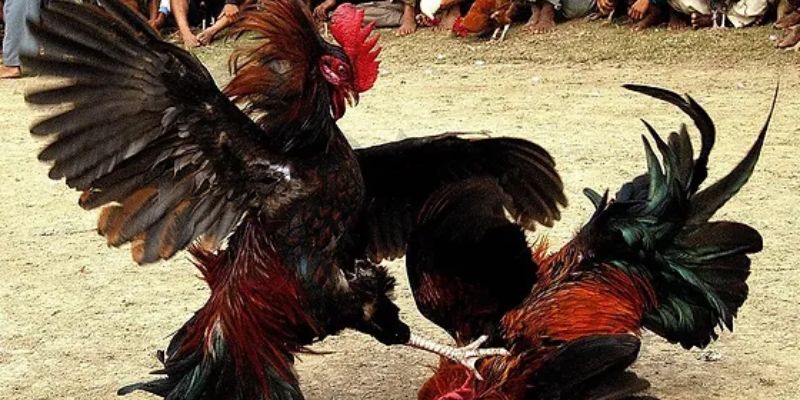 Cá Cược Đá Gà Thomo Tại 368Bet: Trải Nghiệm Đỉnh Cao 1 Sân chơi đá gà uy tín cho mọi cược thủ