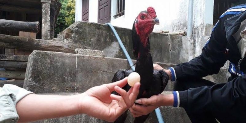 Sư Kê Là Gì? Giải Mã A-Z Nghề Sư Kê Chuyên Nghiệp 1 Sư kê là người huấn luyện và chăm sóc gà chiến